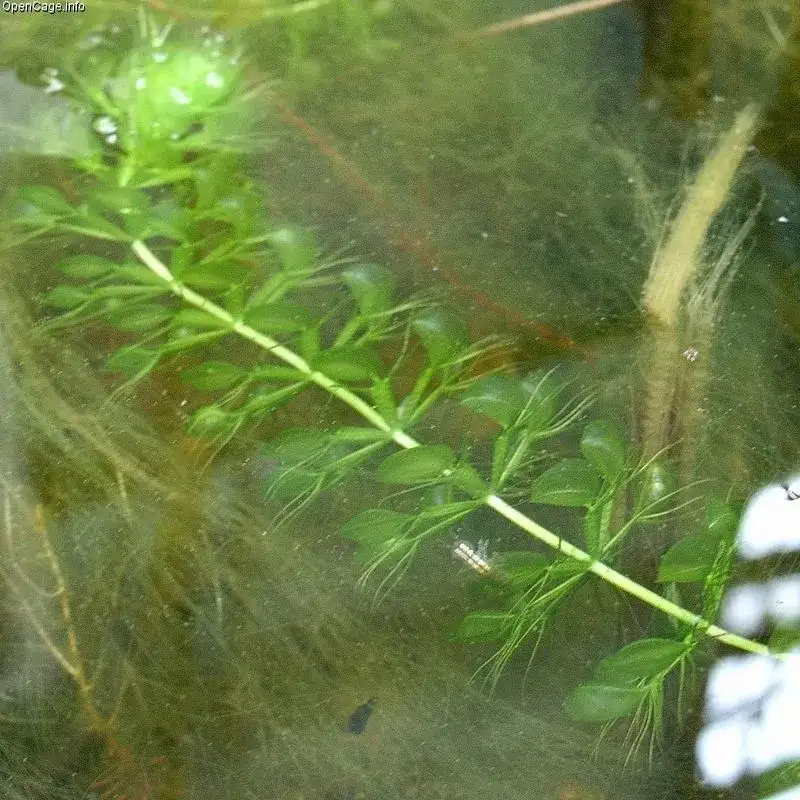 planta aldrovanda vesiculosa en su habitat natural
