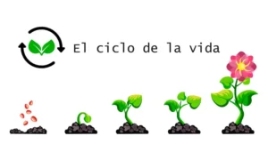 ¿Cuánto vive una planta carnívora? Guía Completa de Longevidad por Especie