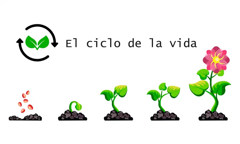 Esquema representando el ciclo de crecimiento de una planta desde la semilla hasta la floración.
