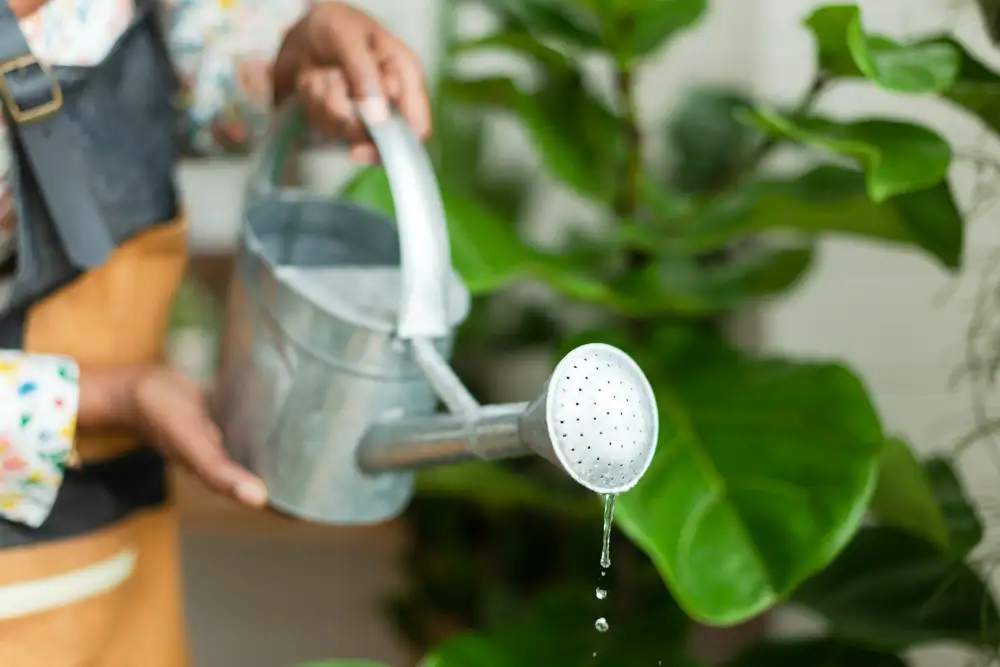 La Guía Definitiva del Agua y el Riego en Plantas Carnívoras: métodos, TDS, frecuencia y errores comunes