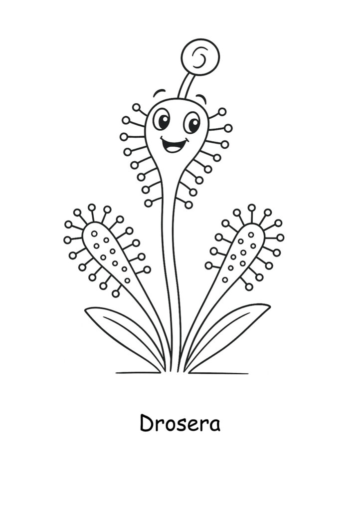 miniatura de imagen coloreable de una planta drosera
