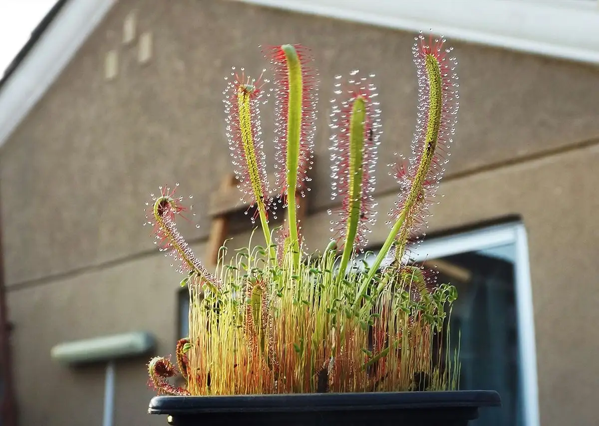 Primer plano de una planta carnívora del género drosera capensis en una maceta junto a una ventana en el interior de una vivienda.