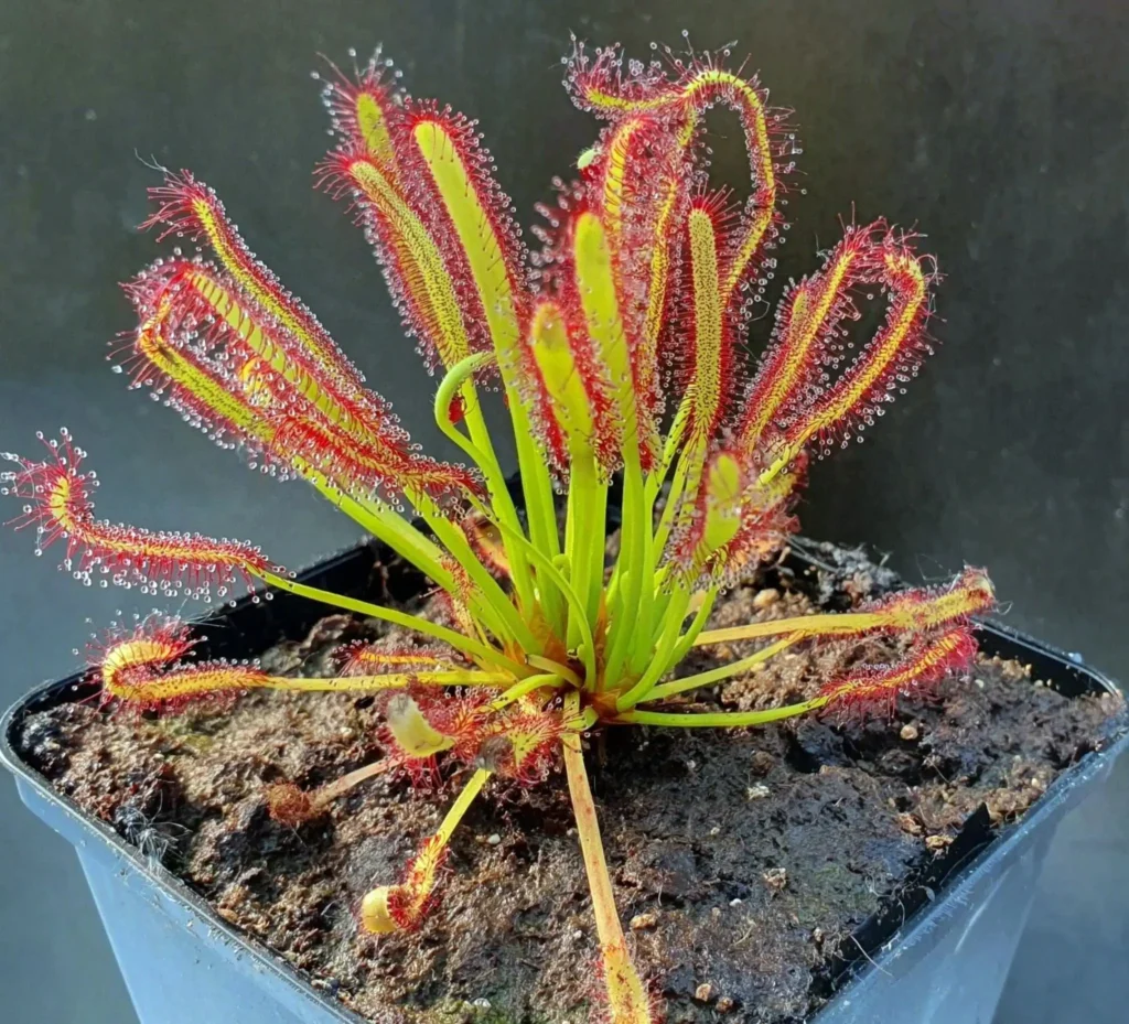 primer plano de una planta carnívora del género drosera en una maceta.