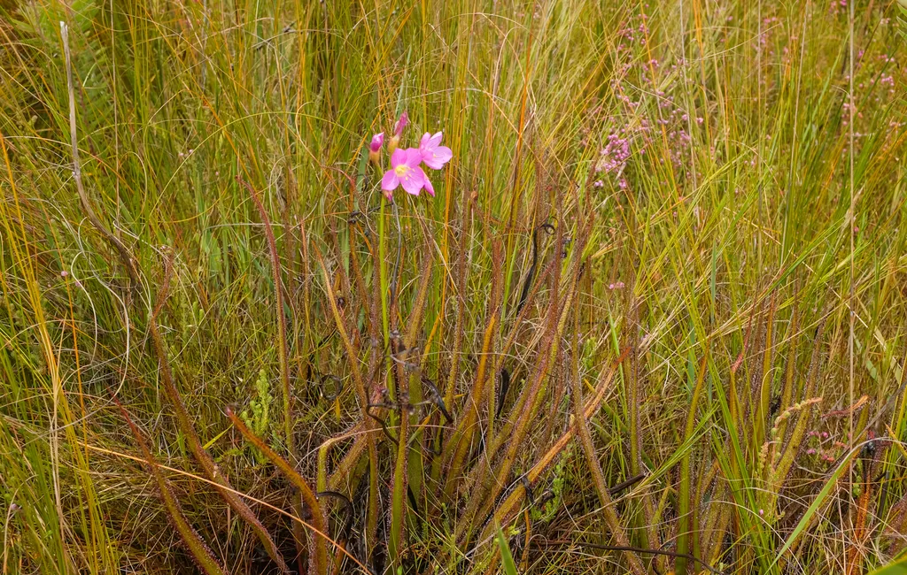 Drosera regia, el rocío de sol rey, una planta carnívora gigante con hojas largas y pegajosas en su habitat natural