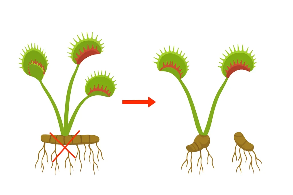 imagen esquema representando una división por rizoma en una planta venus atrapamoscas