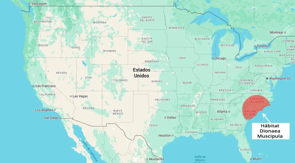 mapa de los Estados Unidos de Norteamérica donde se marca en color rojo la zona geográfica que representa el habitat natural de la Dionaea Muscipula. Se trata de la vertiente atlántica de Carolina del Norte y del Sur.