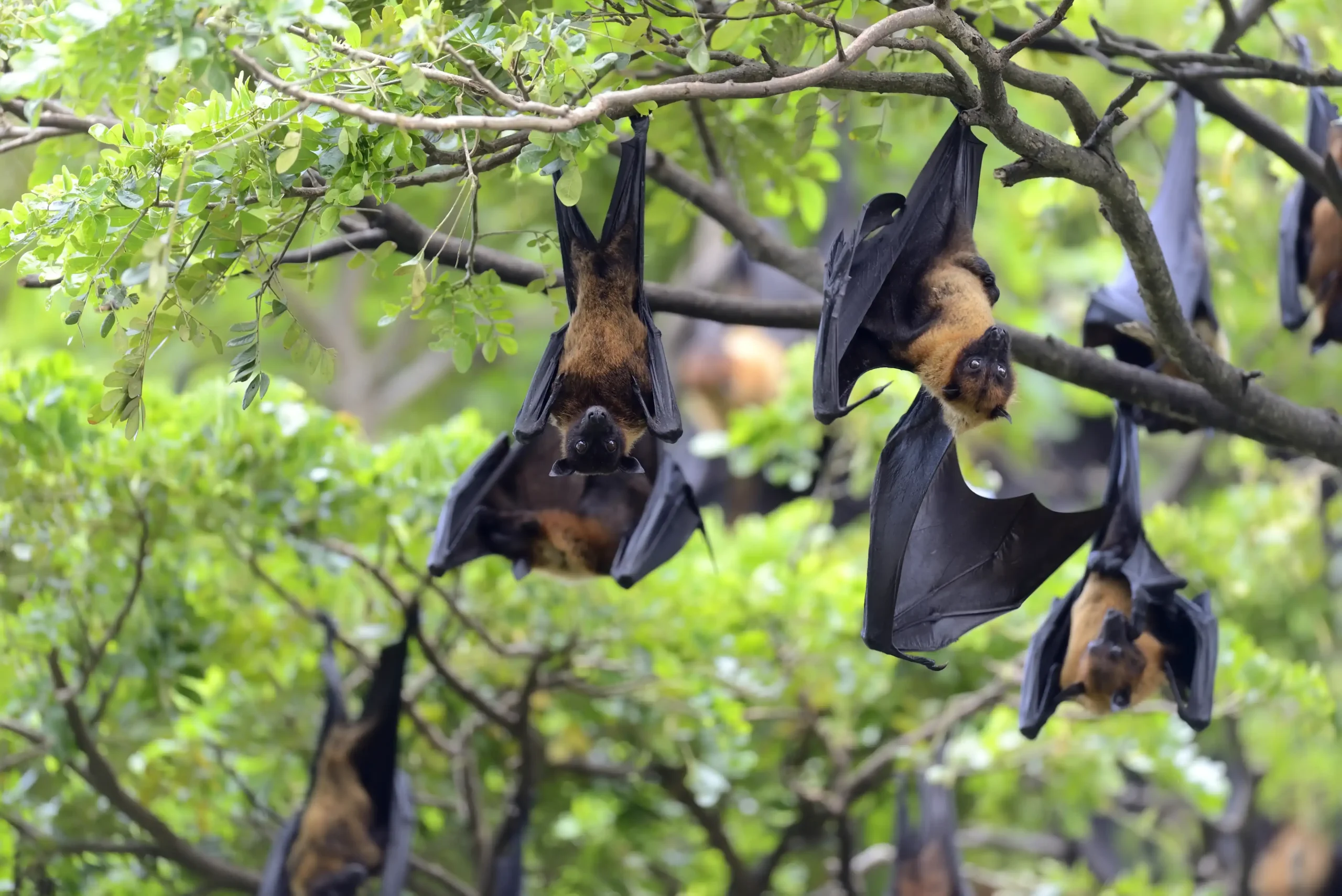 varios murcielagos colgados boca abajo en un arbol