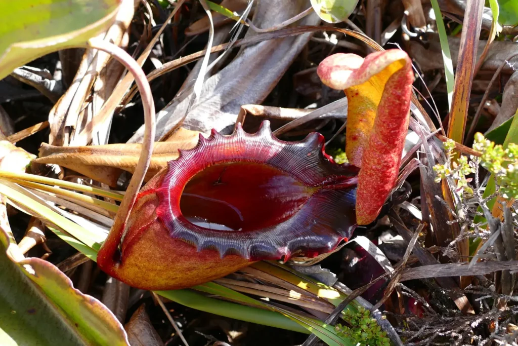 Imponente jarra de Nepenthes rajah, la planta carnívora más grande conocida, capaz de atrapar pequeños animales.