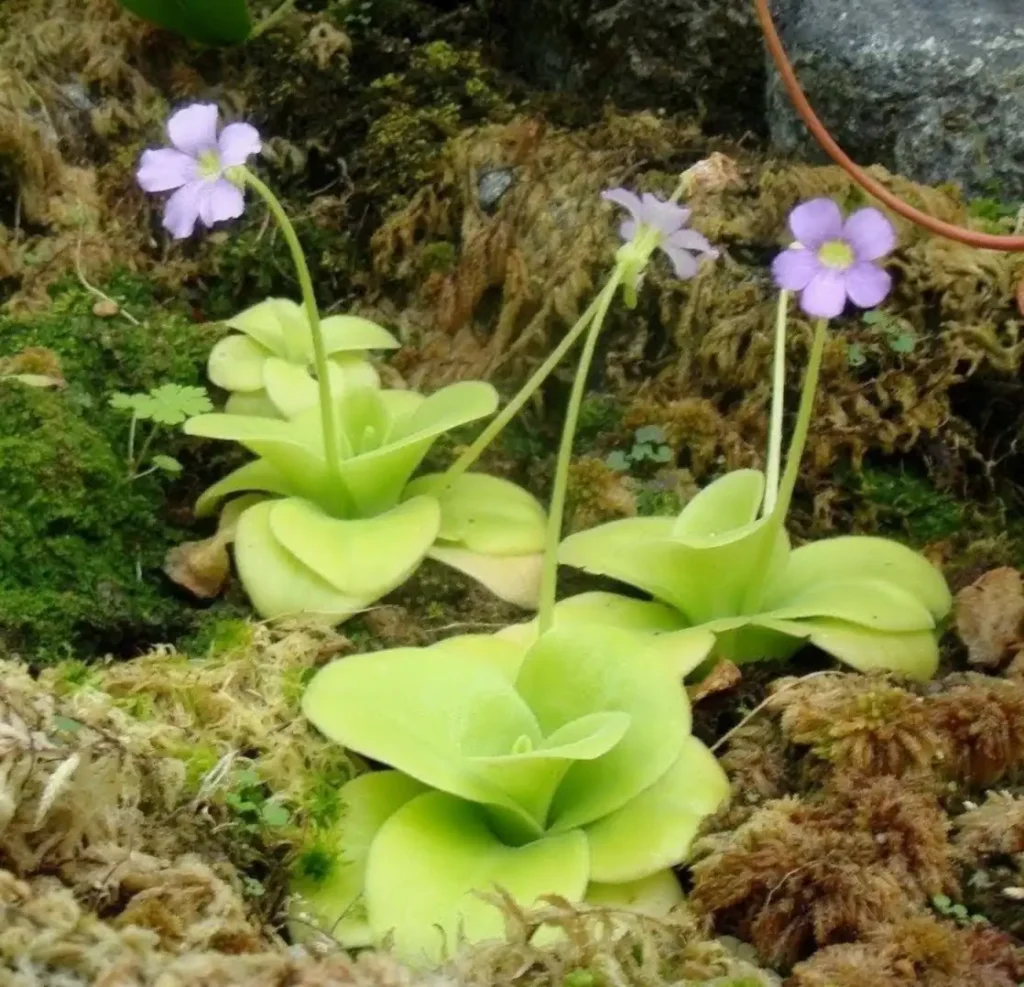 Varias plantas carnívoras del género pinguicula gigantea en la naturaleza.