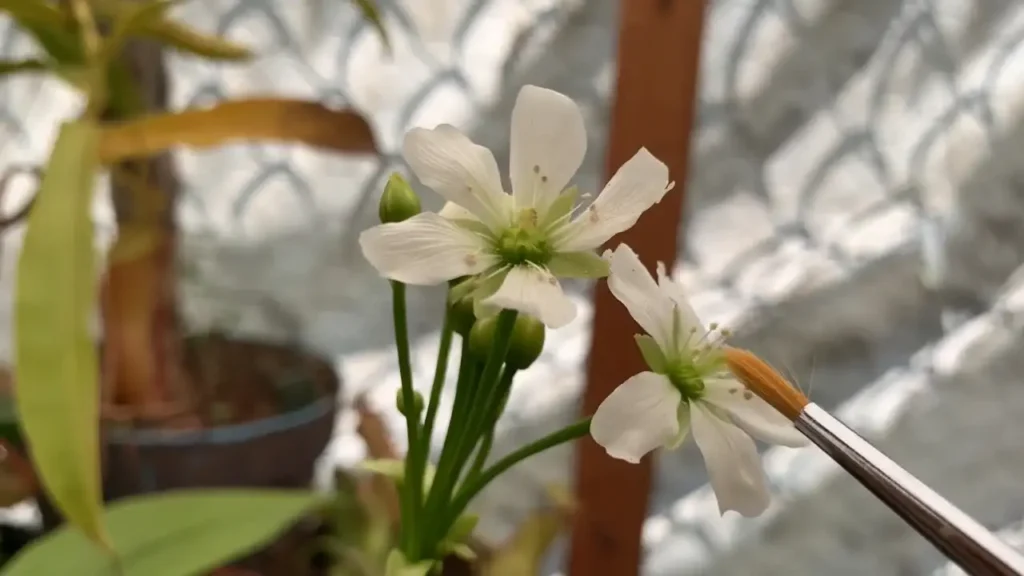 imagen fotográfica en primer plano de un pincel con el que se está polinizando manualmente la flor de una venus atrapamoscas.