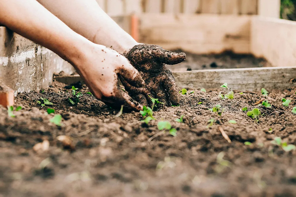primer plano de unas manos humanas introducidas en la tierra de un huerto urbano realizando el proceso de plantación y trasplante.
