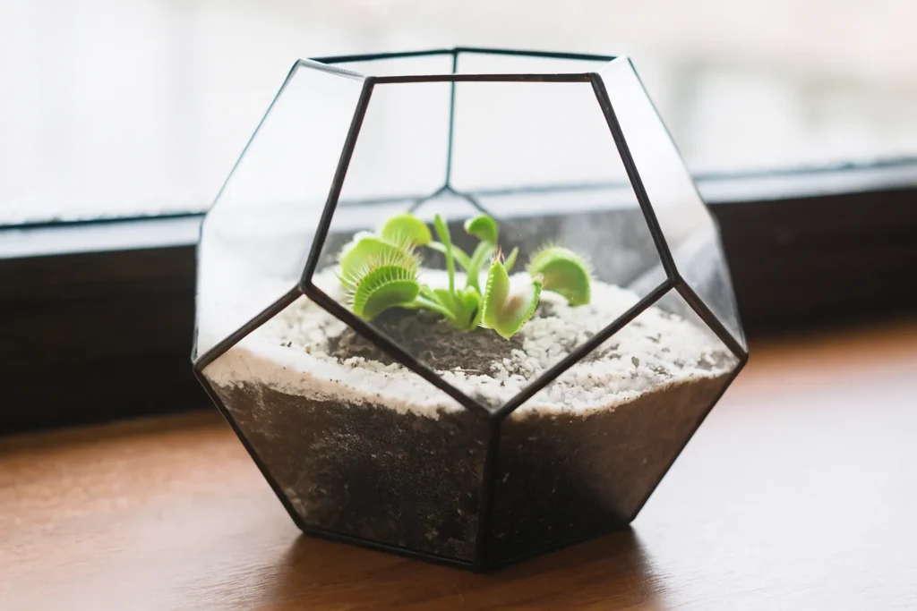 Terrario con una pequeña venus atrapamoscas en su interior sobre una mesa junto a una ventana.